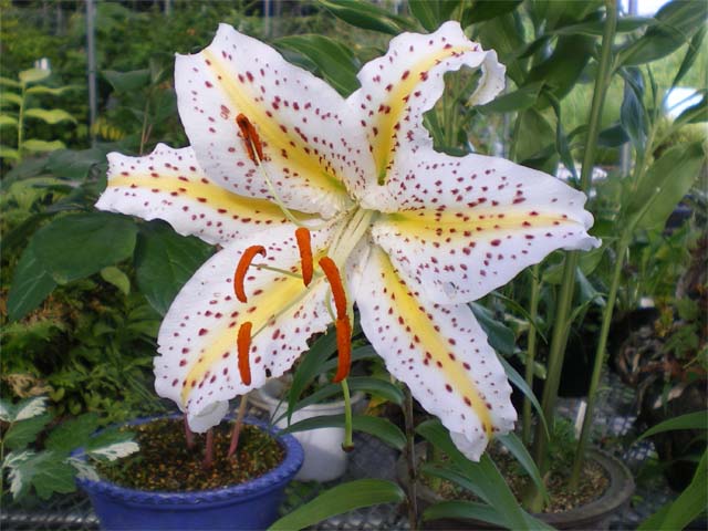 楽天市場】夏の山野草 ヤマユリ 小球 1球 【日陰の植物】【冬期限定