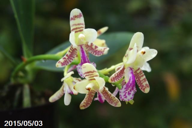 楽天市場】名護蘭（ナゴラン） 2.5号 【山野草】 : 石田精華園 楽天市場店