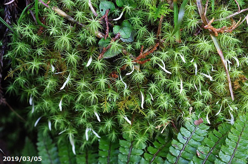 楽天市場】【京の苔】タマゴケ（B） 中トレー(35×52cm) 1枚【日陰向き