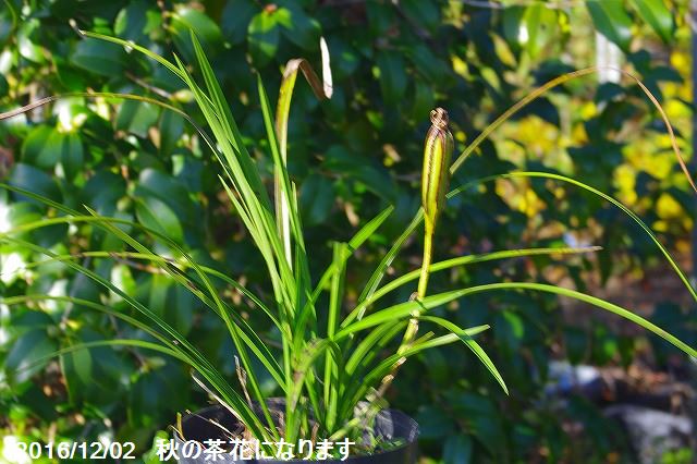 楽天市場】春の山野草 シュンラン(春蘭) 3号深(9cmポット)【ラン科植物