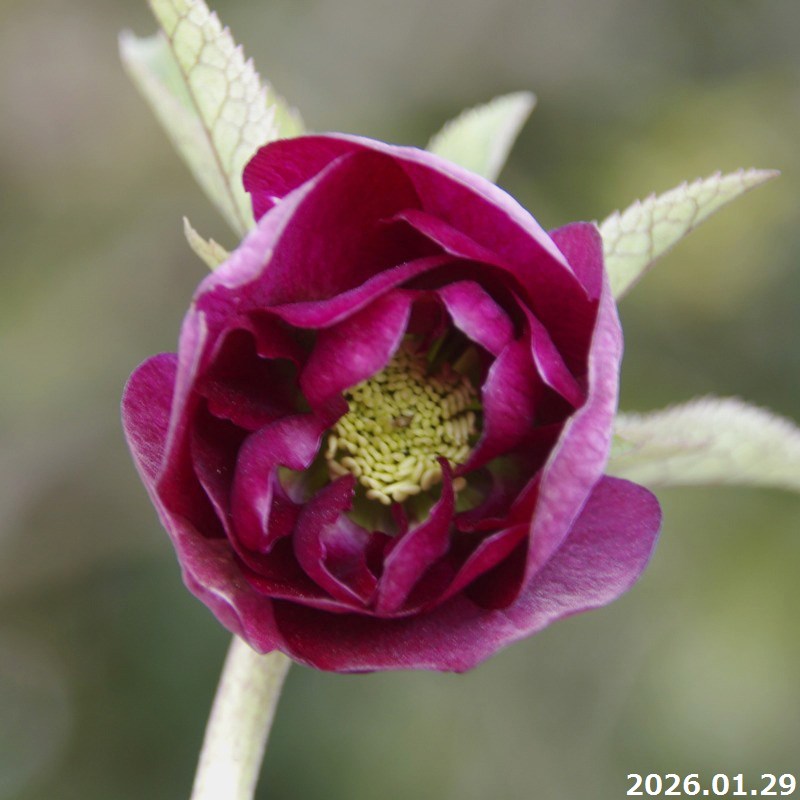 苗 クリスマスローズ開花株」の人気商品一覧 | 安い商品を通販サイト