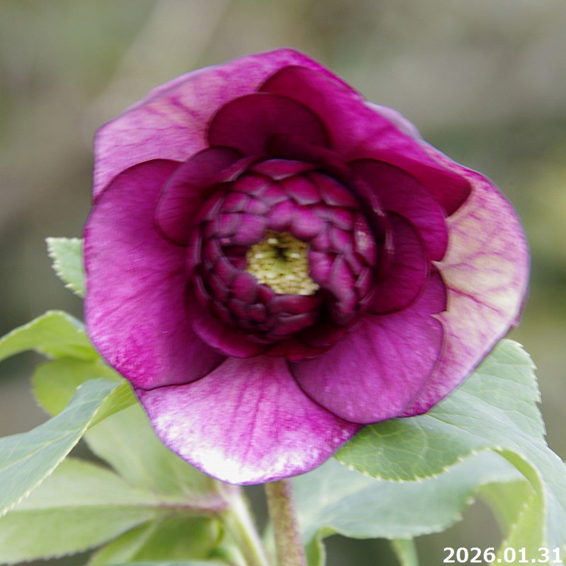 苗 クリスマスローズ 開花株」の人気商品一覧 | 安い商品を通販サイト