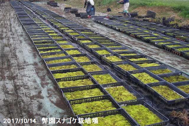 楽天市場】【京の苔】スナゴケ 10枚 大トレー (サイズ:59cm×39cm