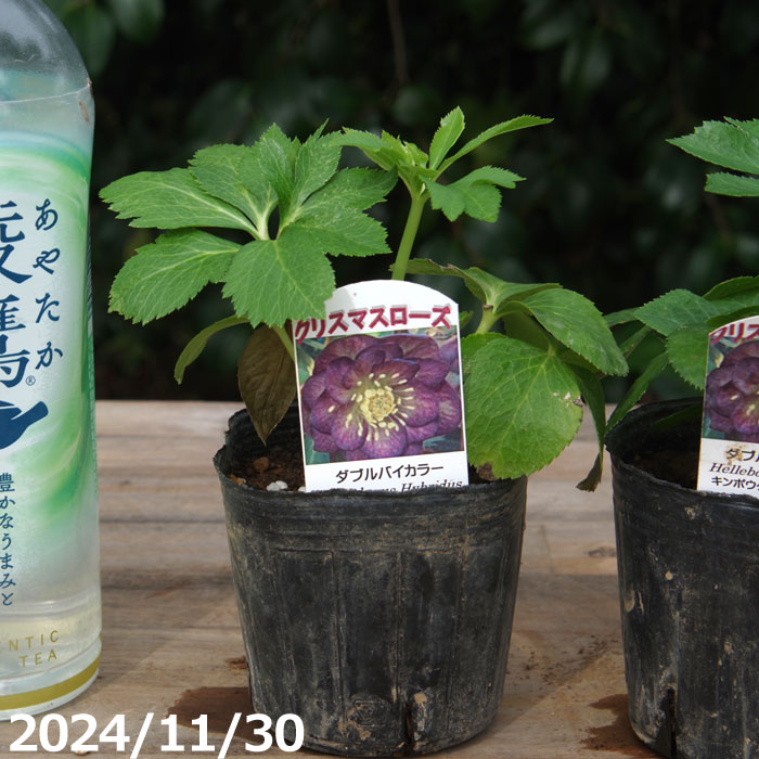 楽天市場】野田園芸 クリスマスローズの実生苗 ダブルバイカラー 3号
