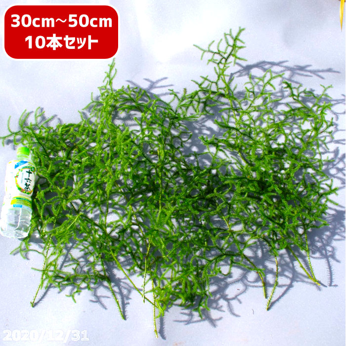 楽天市場】【予約販売 12月初旬より発送】フレッシュ！ ヒカゲノカズラ