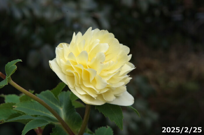 楽天市場】【現品No.7039】クリスマスローズ開花株 加藤農園 千重咲き