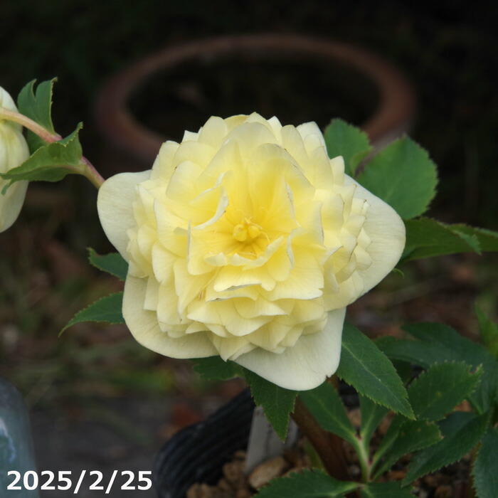 楽天市場】【現品No.7039】クリスマスローズ開花株 加藤農園 千重咲き