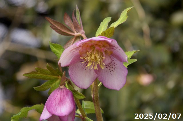 楽天市場】【現品No.9859】クリスマスローズ開花株 野田園芸 ピンク