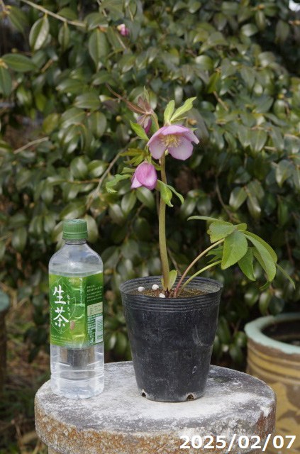 楽天市場】【現品No.9859】クリスマスローズ開花株 野田園芸 ピンク