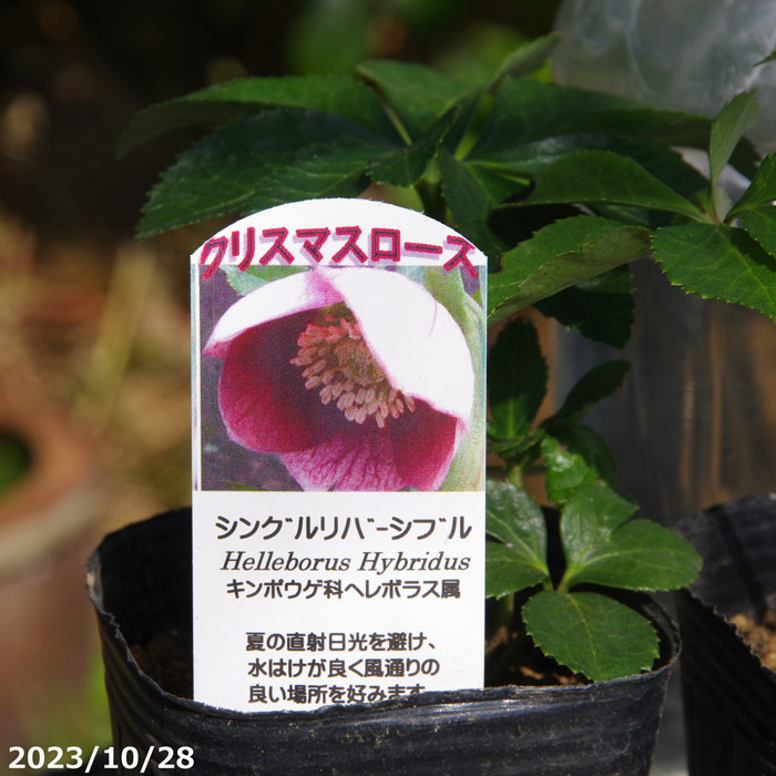 楽天市場】野田園芸 クリスマスローズの実生苗 リバーシブルシングル 3