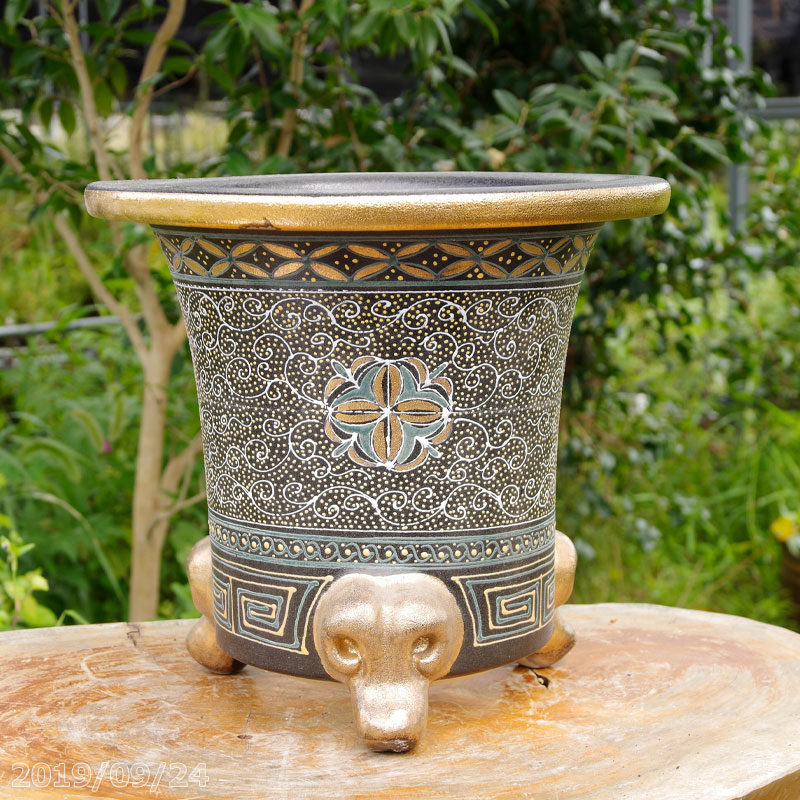 楽天市場】万年青 オモト（種類（植木鉢）盆栽鉢）（ガーデニング