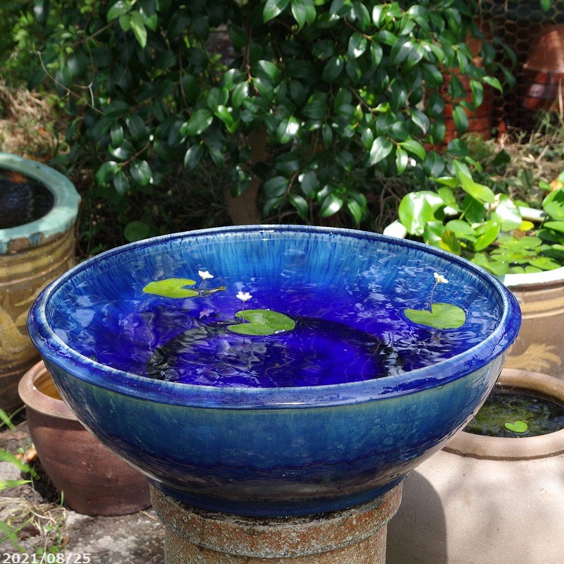 楽天市場】【あす楽対応】信楽焼 睡蓮鉢 陶器 大型 青ガラス浅型水鉢