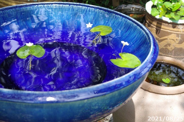 楽天市場】【あす楽対応】信楽焼 睡蓮鉢 陶器 大型 青ガラス浅型水鉢