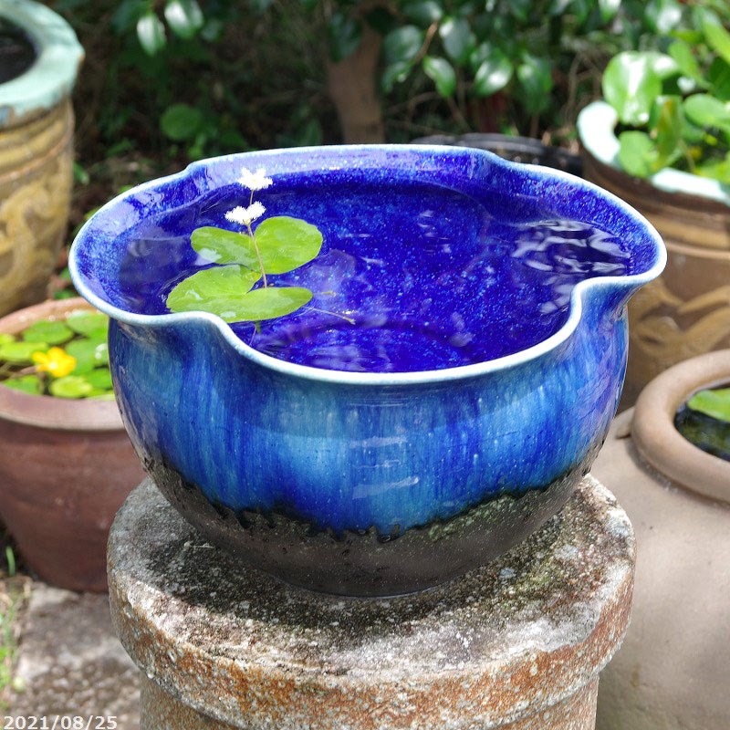 楽天市場】火鉢 めだか（種類（植木鉢）睡蓮鉢）の通販