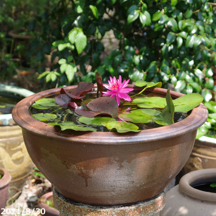 楽天市場】アジアンテイスト南蛮焼 浅水鉢 (中) 外径38cm ＋お好きな