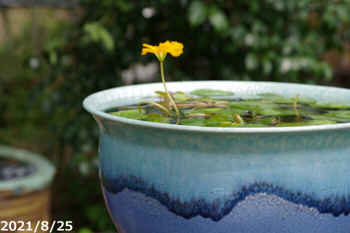 楽天市場】信楽焼 睡蓮鉢 陶器 青ビードロ トチリ水鉢 11号（外径34cm