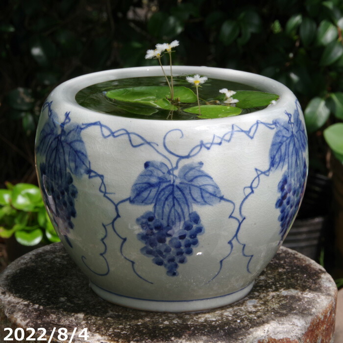 楽天市場】火鉢 めだかの通販