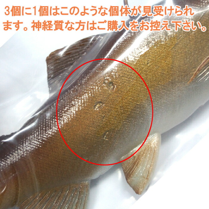 楽天市場】ハドルストン ハドルトラウト 8インチ ROF-0 背針タイプ