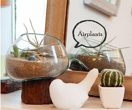 楽天市場】（ 楽天スーパーセール ）ガラス容器・流木・ガラスオブジェ