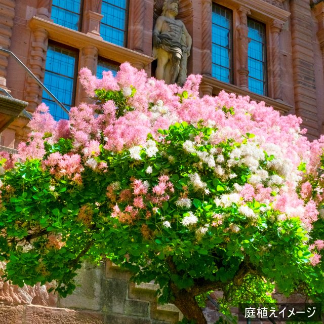 楽天市場】【コティヌス属】スモークツリー ダスキーメイデン4.5号