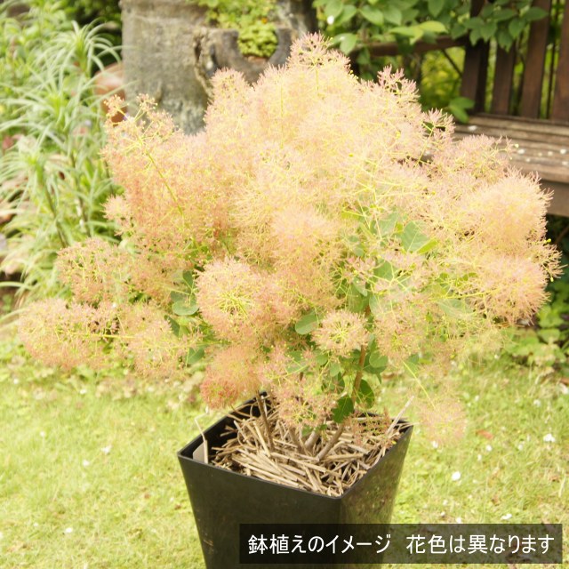 楽天市場】【コティヌス属】スモークツリー ダスキーメイデン4.5号