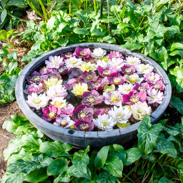 楽天市場】【クリスマスローズ属】クリスマスローズダブル・セミダブル