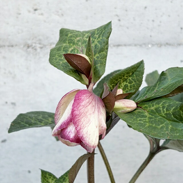 苗 クリスマスローズ ゴールド」の人気商品一覧 | 安い商品を通販