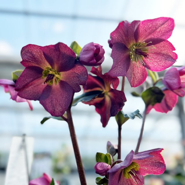 楽天市場】【現品】クリスマスローズ ダブル咲き レッド/パープル系