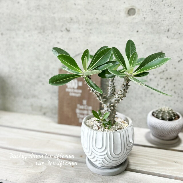 楽天市場】パキポディウム サンデルシーの通販