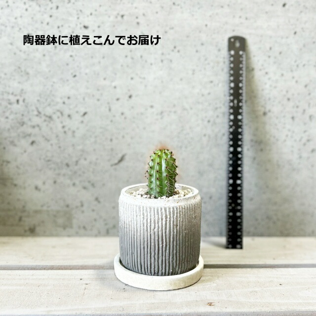 楽天市場】多肉植物【ステノケレウス属】ハシラサボテン 大王閣4号