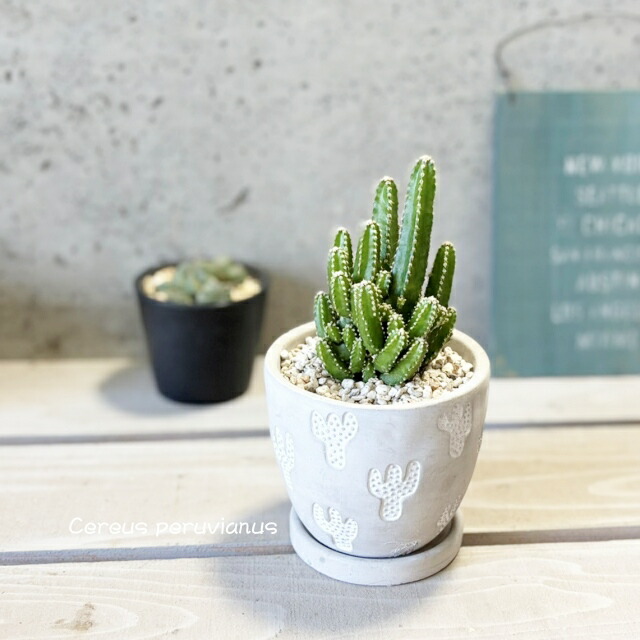 楽天市場】サボテン：ステノセレウス 入鹿（イルカ）*幅6cm 現品