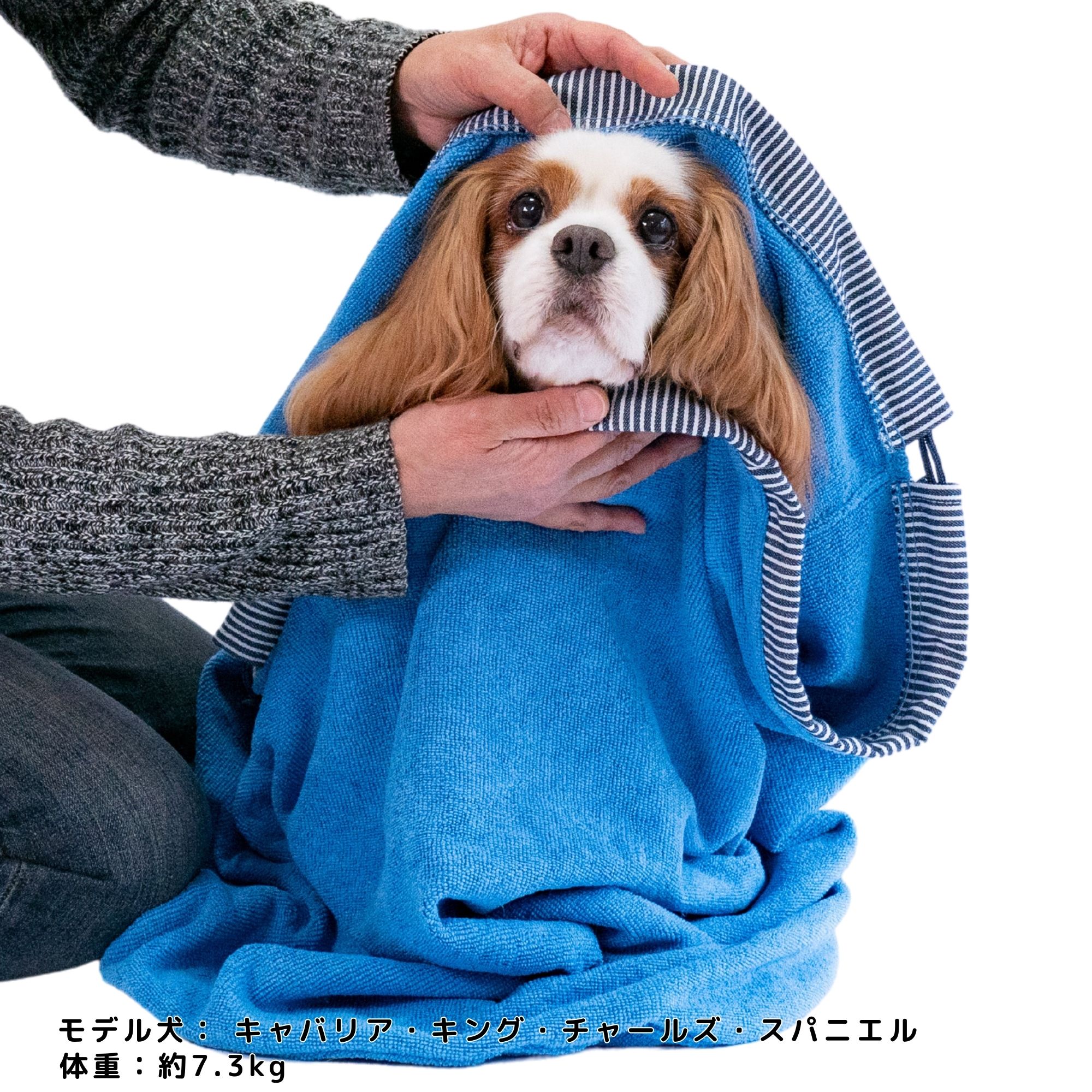 楽天市場】【楽天スーパーSALE】500円OFFクーポン配布中 犬 吸水