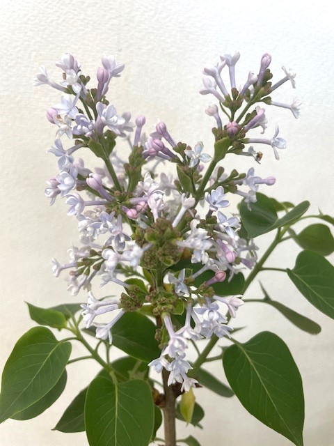 楽天市場】ライラック プレジデントグレビー 接木2年生 1本 : e-フラワー