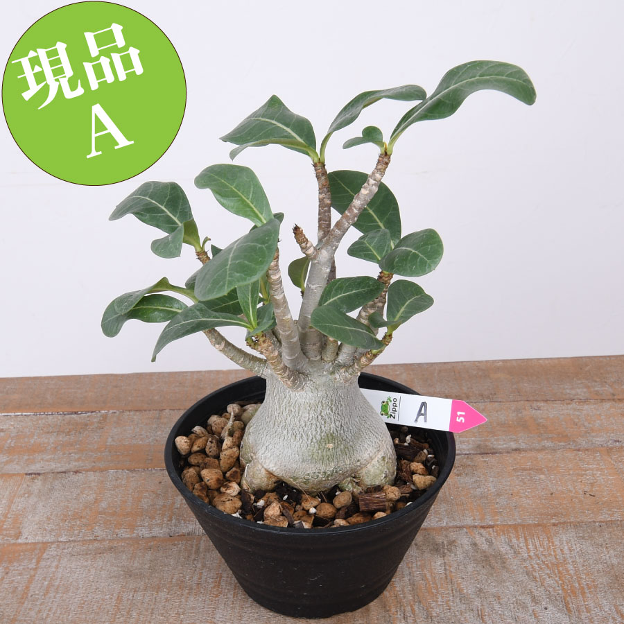楽天市場】観葉植物 現品 アデニウム アラビカム 鉢植え 5号鉢 高さ約