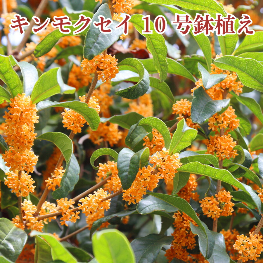 楽天市場】キンモクセイ 苗木 10号 鉢植え 金木犀 きんもくせい 植木
