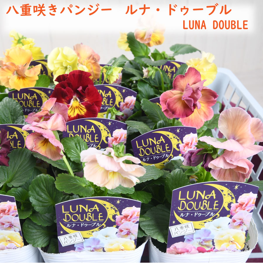 楽天市場】八重咲きパンジー ルナ・ドゥーブル 色味が選べる 豪華な