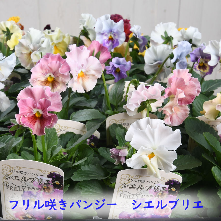 楽天市場】シエルブリエ 3ポットセット フリル咲き パンジー 【11月末