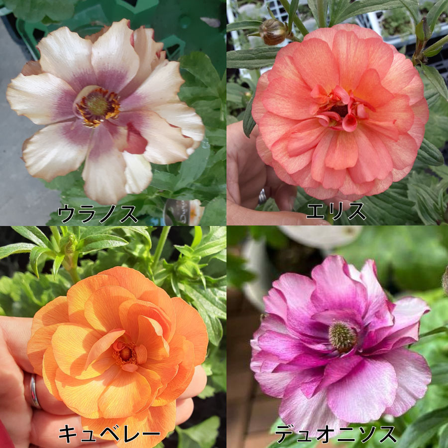 楽天市場】ラナンキュラス ラックス 5号鉢 アウラ エリス ティーバ