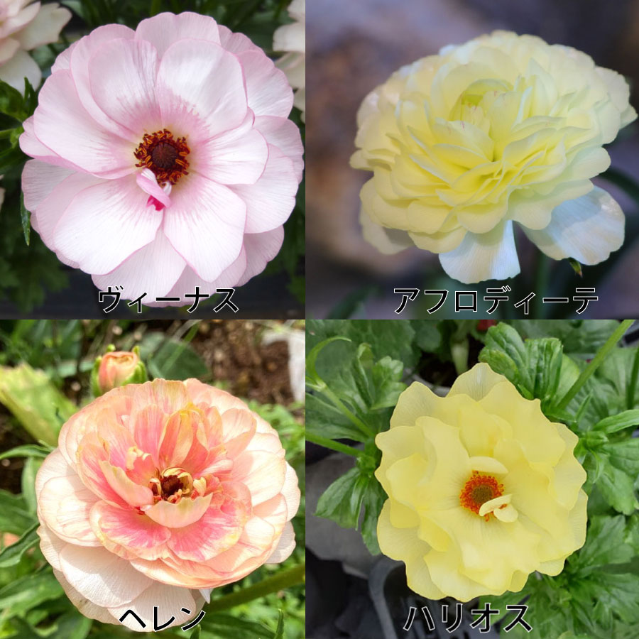 楽天市場】ラナンキュラス ラックス 5号鉢 アウラ エリス ティーバ