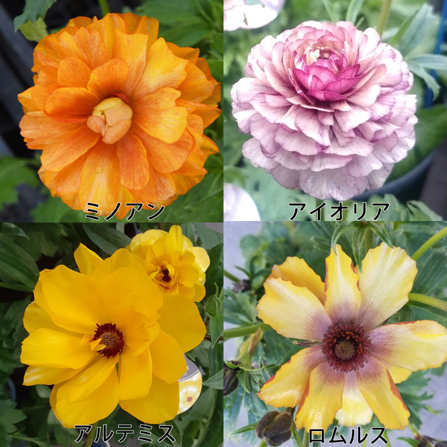 楽天市場】ラナンキュラス ラックス 5号鉢 アウラ エリス ティーバ