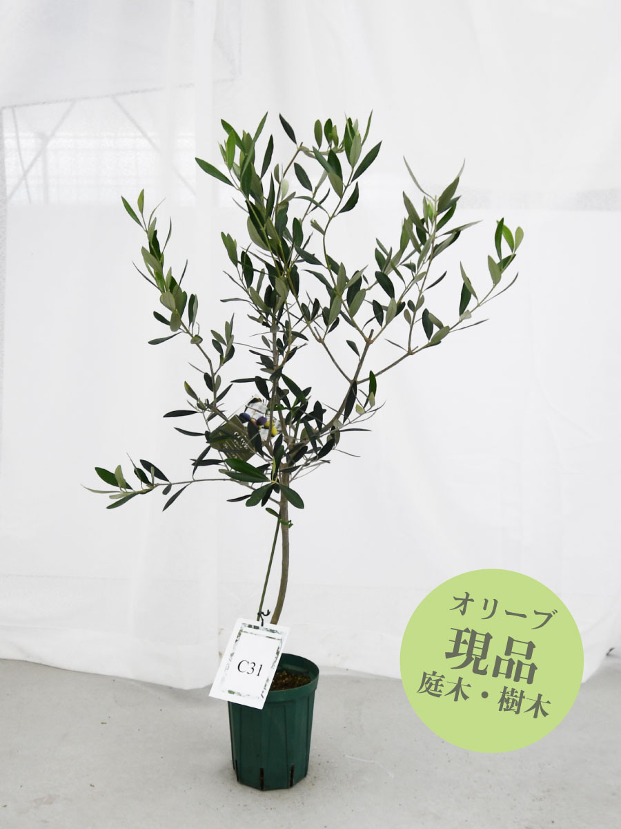楽天市場】【現品】 オリーブの木 苗木 品種 コレッジョラ 鉢植え 庭木
