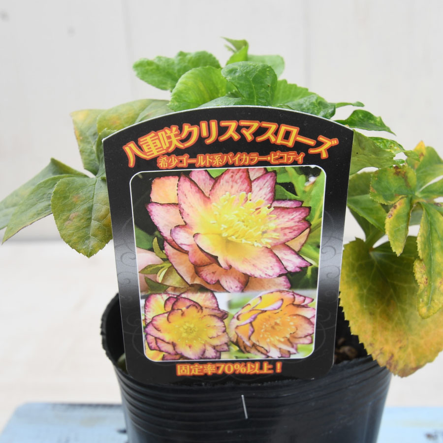 楽天市場】曽田園芸さん クリスマスローズ ゴールド系 NEON系 開花