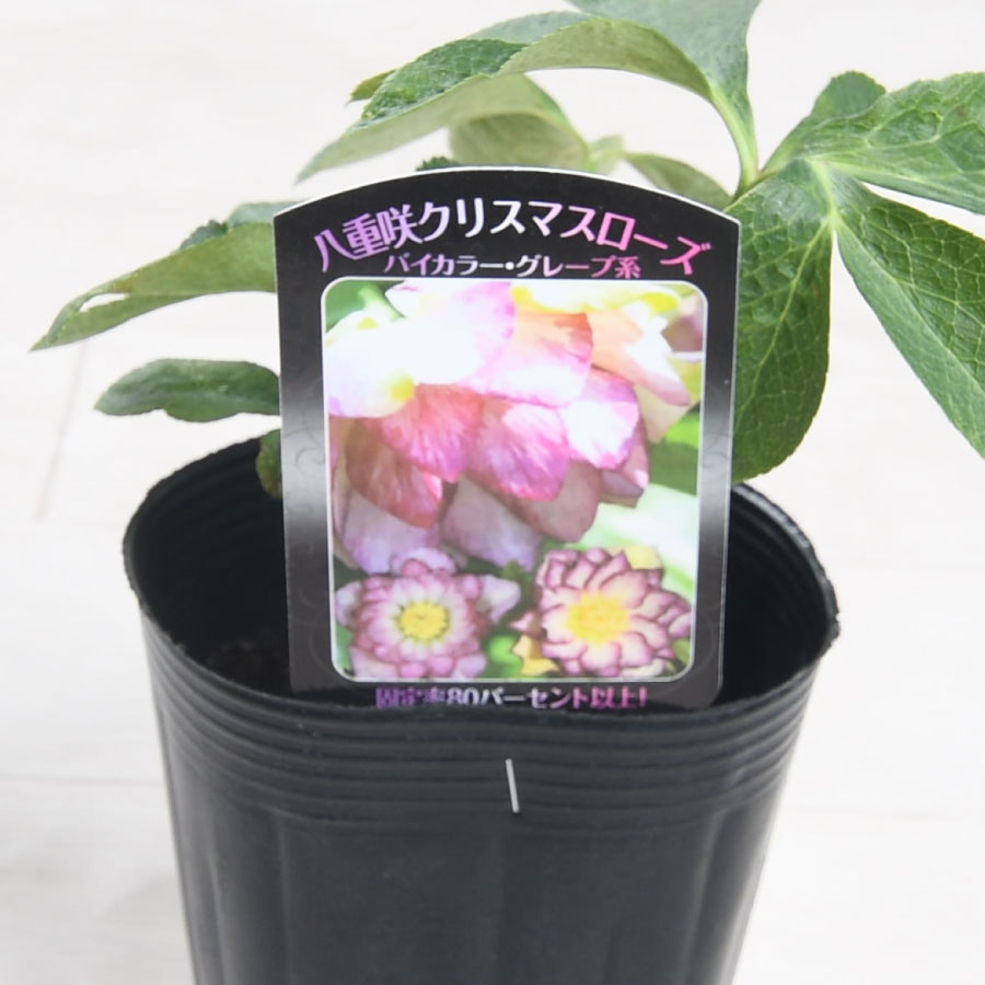楽天市場】【決算セール品！】 曽田園芸さん 八重咲クリスマスローズ