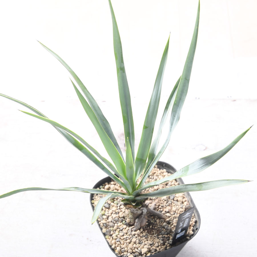 楽天市場】ユッカ リギダ 3.5号ポット苗 耐寒性 耐暑性 丈夫 植木 庭木