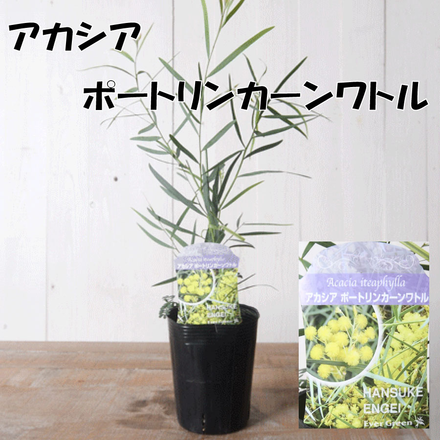 楽天市場】アカシア 3.5寸 苗木 シンボルツリー 庭木に ミモザ パール