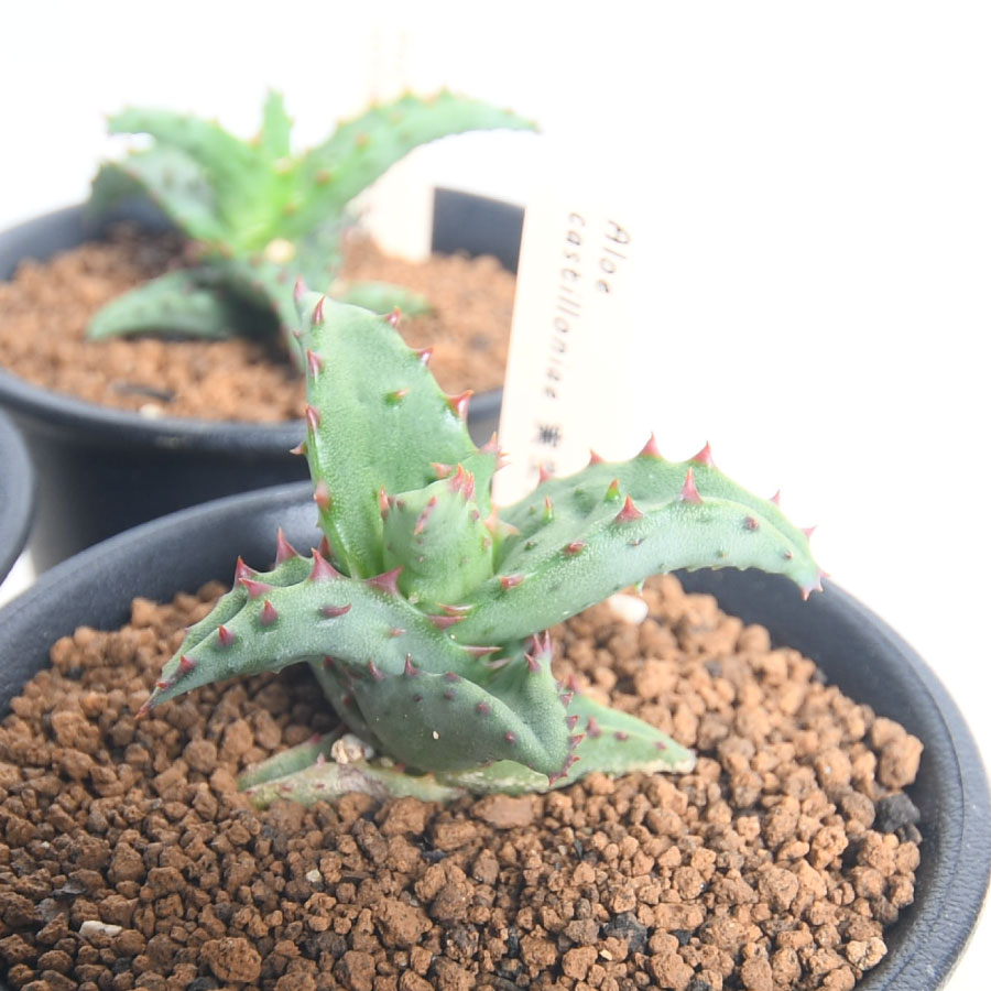 楽天市場】アロエ カスティロニアエ 3号ポット Aloe castilloniae