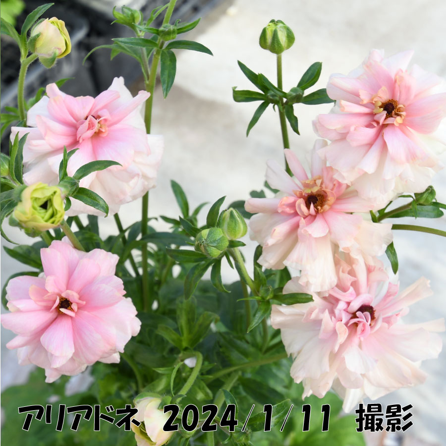 楽天市場】ラナンキュラス ラックス 5号鉢 アウラ エリス ティーバ