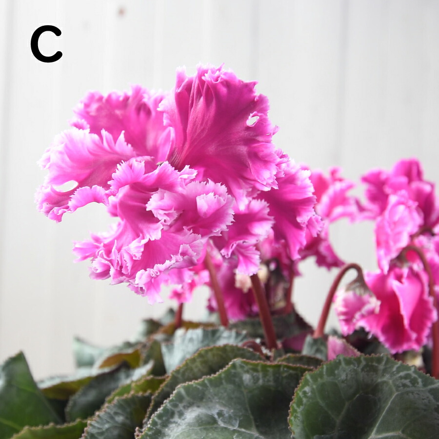 見上げたくなるフローエルのピンクのシクラメン 満開(๑˃̵ᴗ˂̵) 見上げ