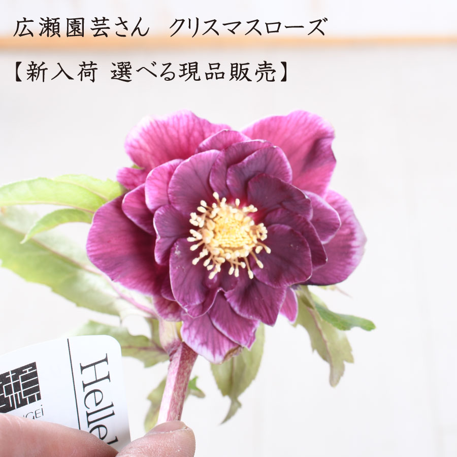 楽天市場】クリスマス ローズ 広瀬 園芸の通販