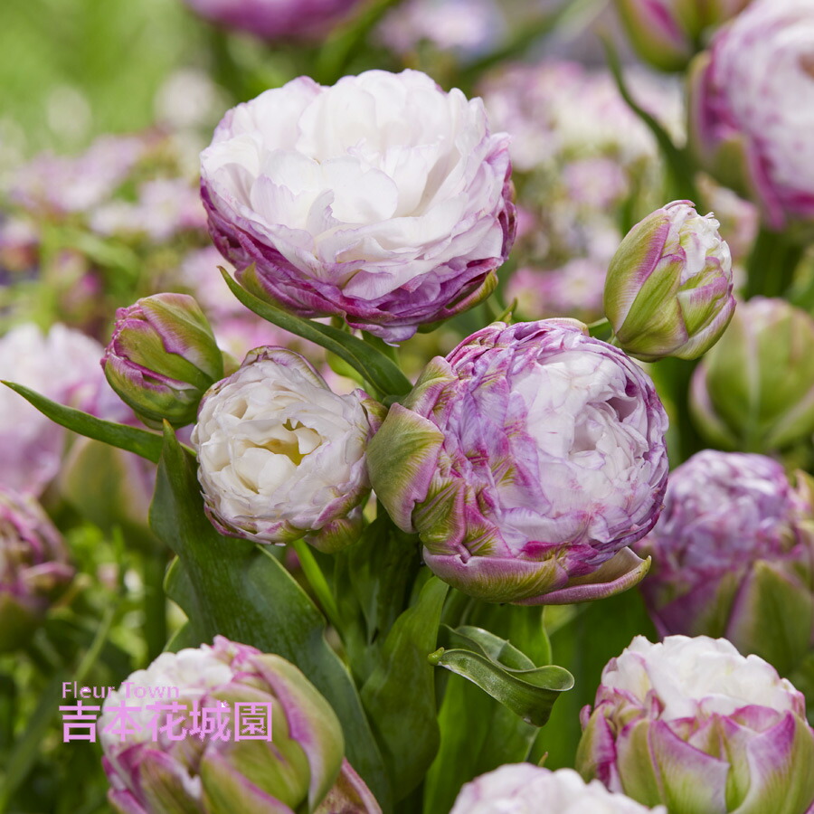 楽天市場】【2025年入荷なし】 秋植え球根 チューリップ ペギー